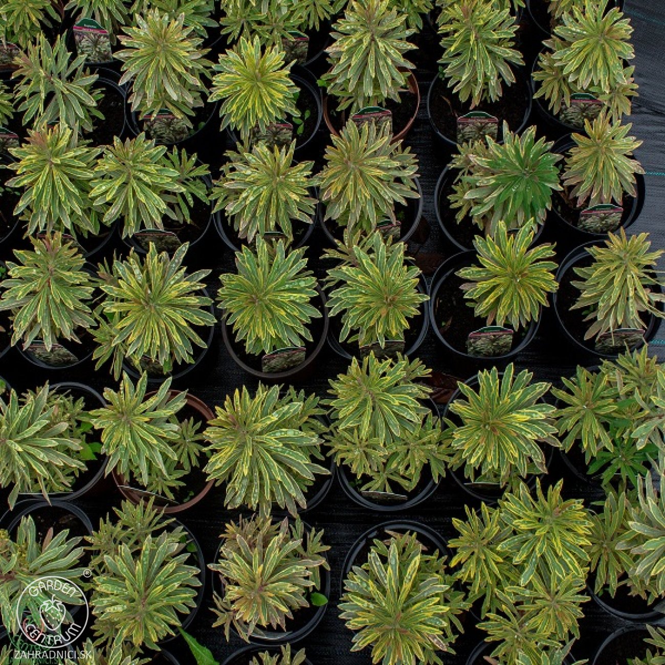 Obrázok Mliečnik mandľolistý (Euphorbia amygdaloides) ´ASCOT RAINBOW´ - kont. C2L